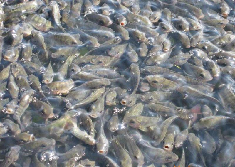 廣東羅非魚苗 廣羅非魚苗 羅非魚苗 魚苗養(yǎng)殖 羅非魚苗價格