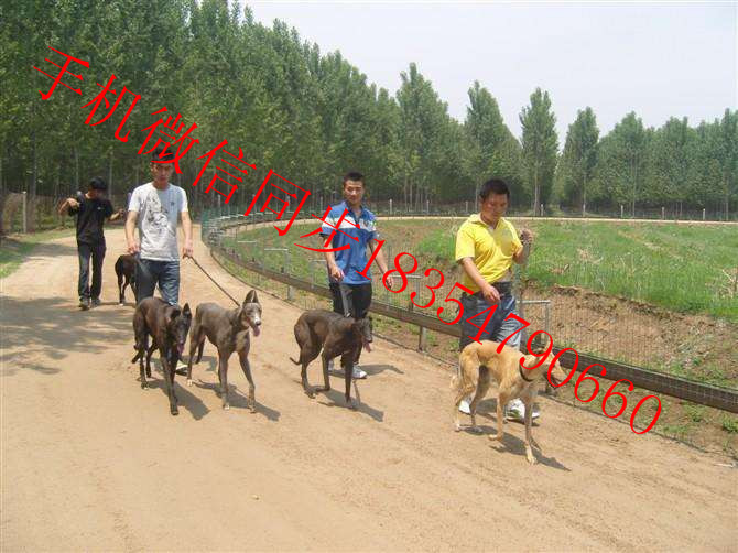 全活格力犬多少錢一只