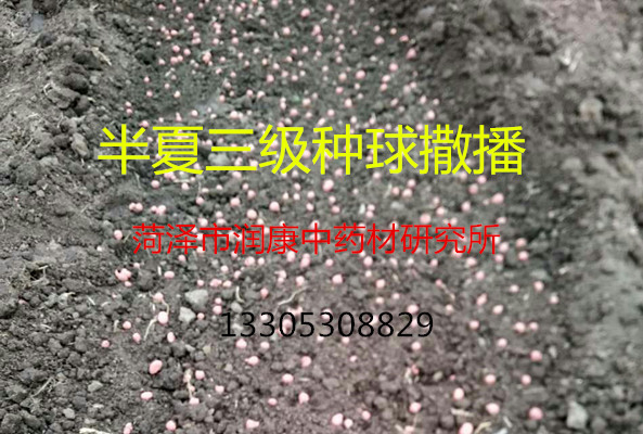 “雨水”節(jié)氣半夏種植管理工作