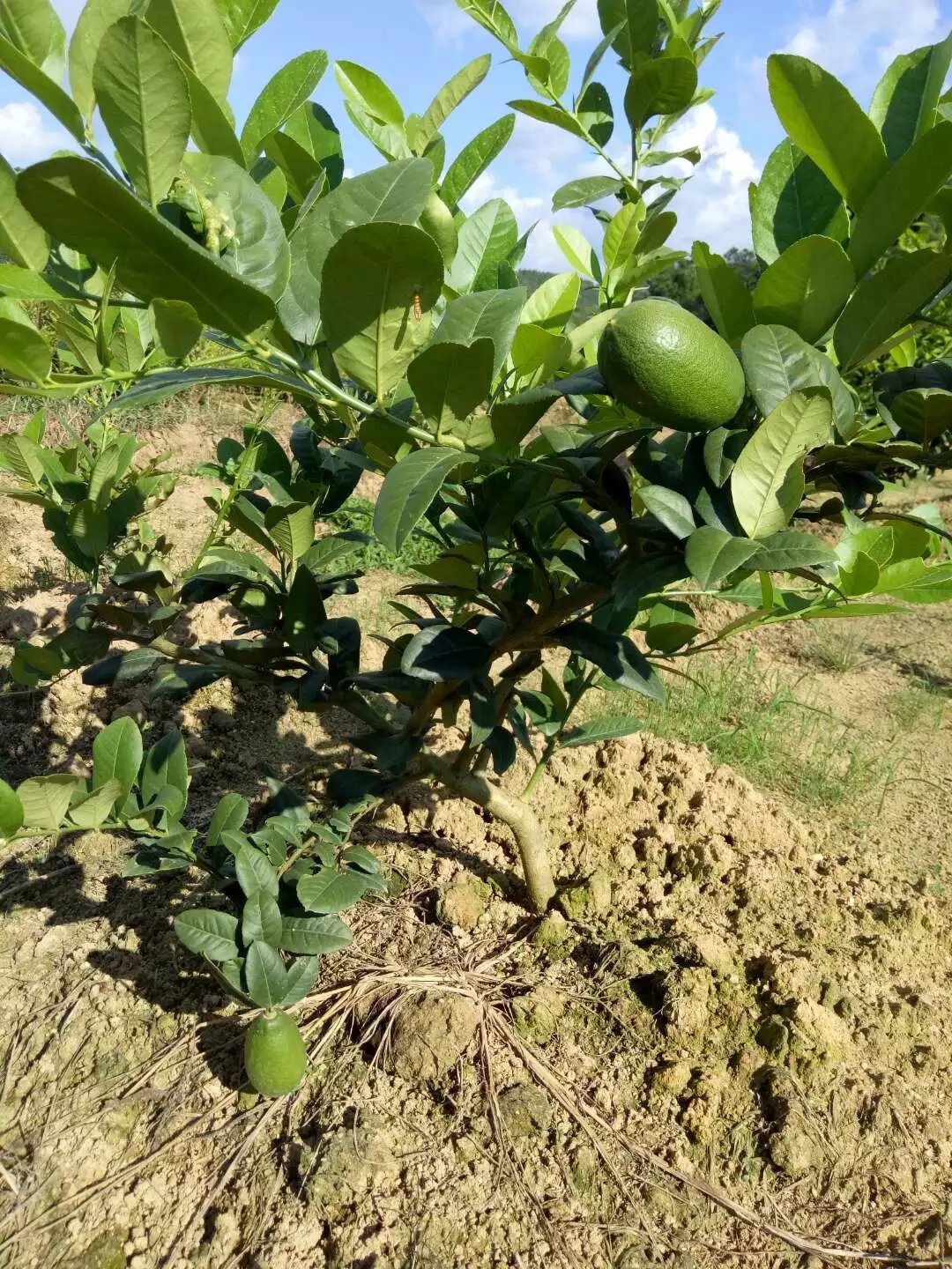 香水檸檬 香水檸檬批發(fā) 香水檸檬價(jià)格 香水檸檬供應(yīng) 香水檸檬苗
