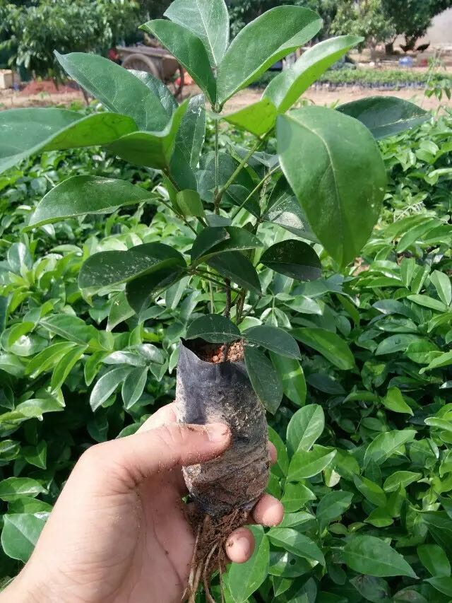 牛大力苗 牛大力苗價(jià)格 *牛大力苗 中葉牛大力苗