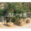 油松苗，周至油松苗多少錢(qián)一株，周至油松苗種植基地，