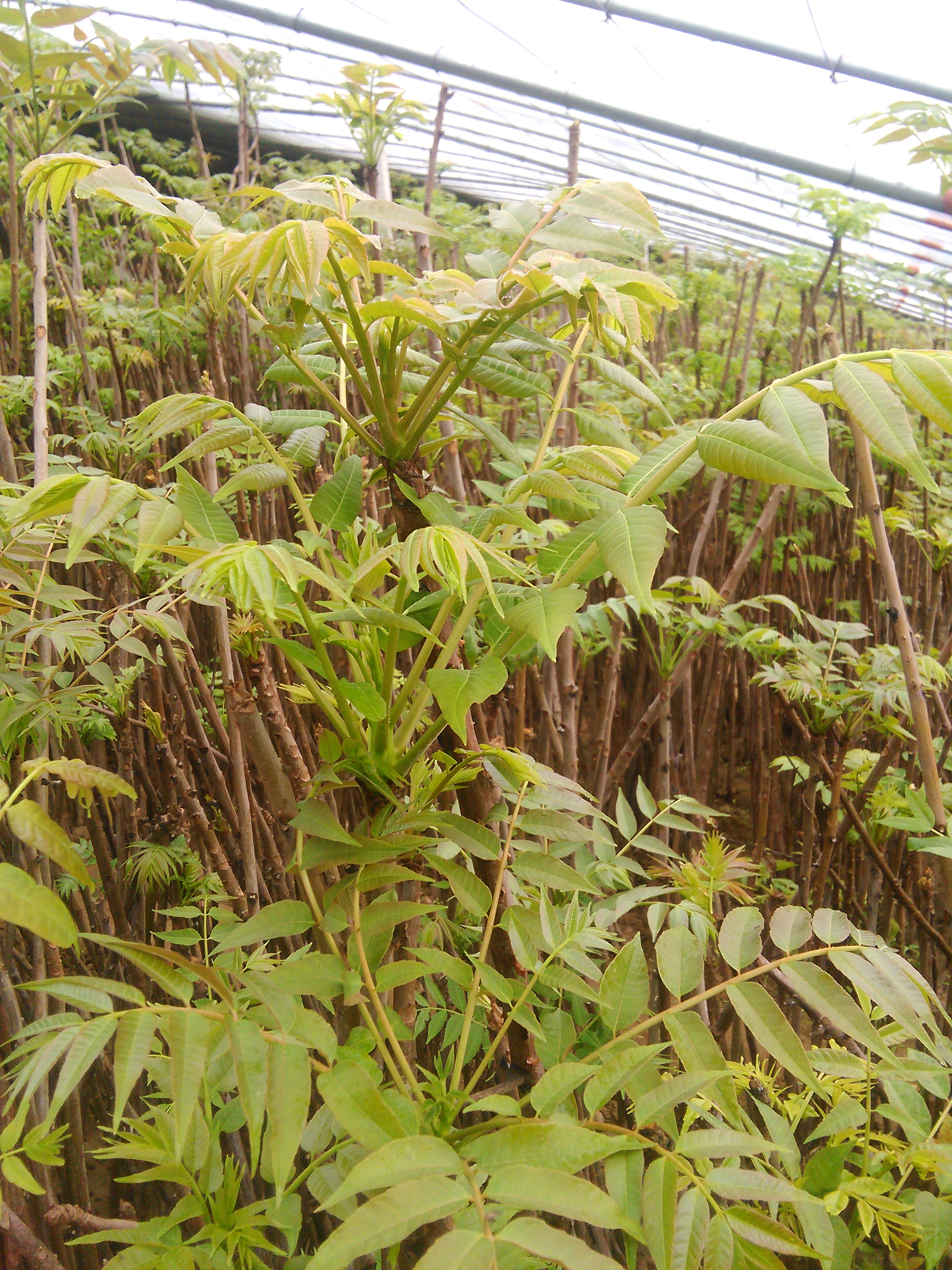 香椿苗，紅油香椿苗批發(fā)