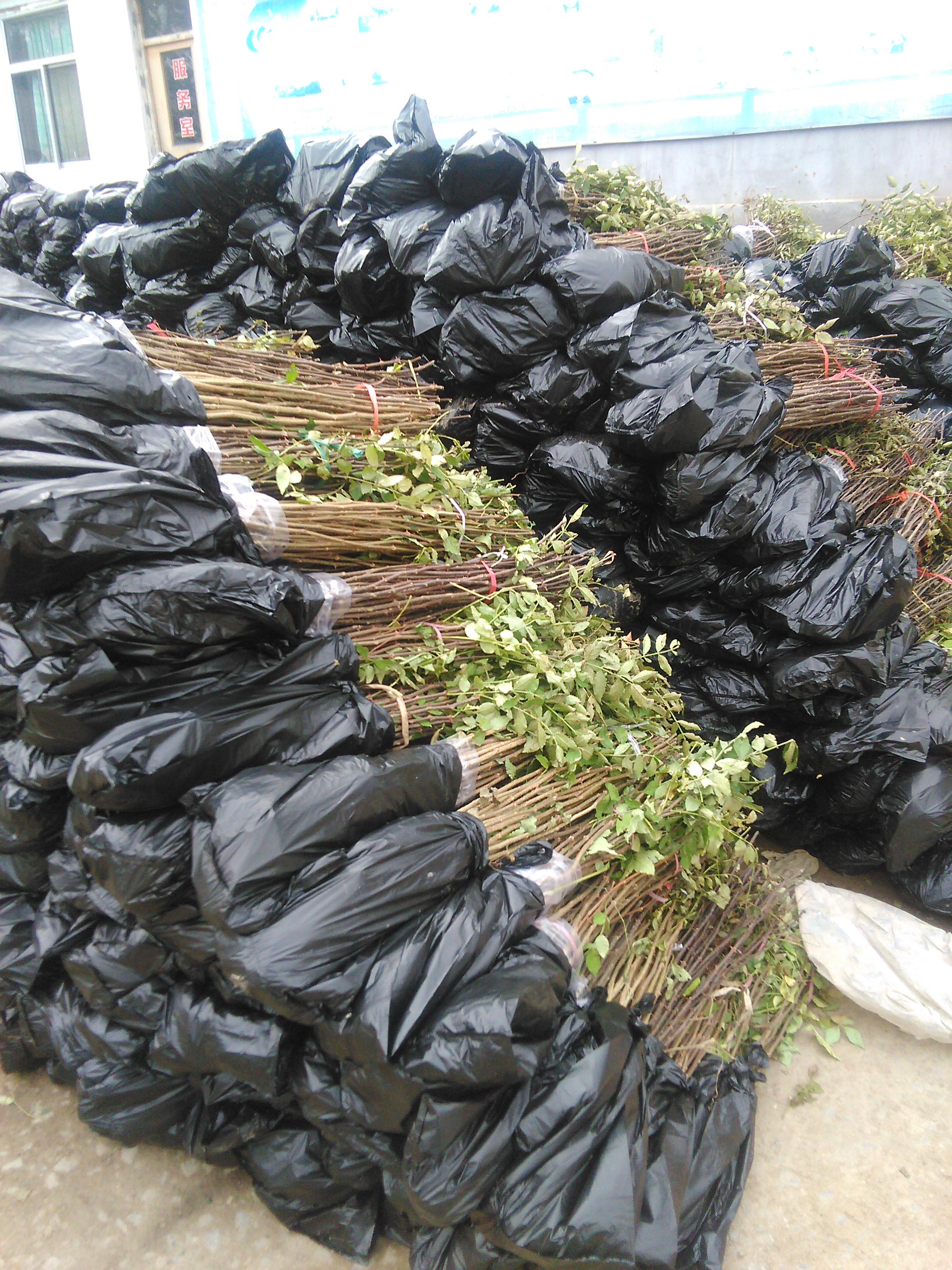 大紅袍花椒苗，獅子頭花椒苗批發(fā)