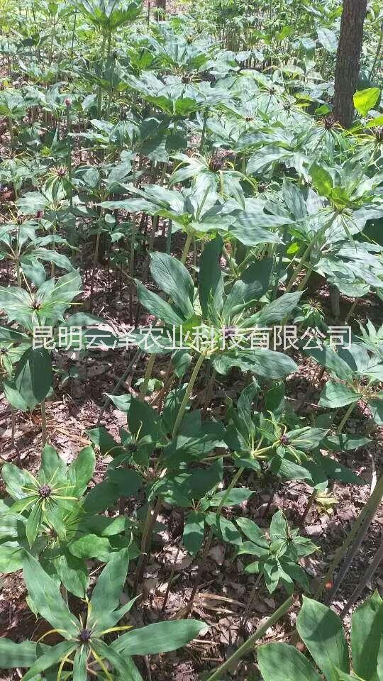 滇重樓種植　滇重樓種苗　云南重樓種苗種植基地　獨角蓮