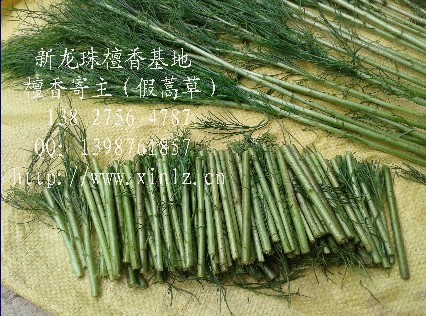 假蒿枝條 福建假蒿枝條批發(fā) 福建檀香價(jià)格，福建檀香種植，檀香寄主