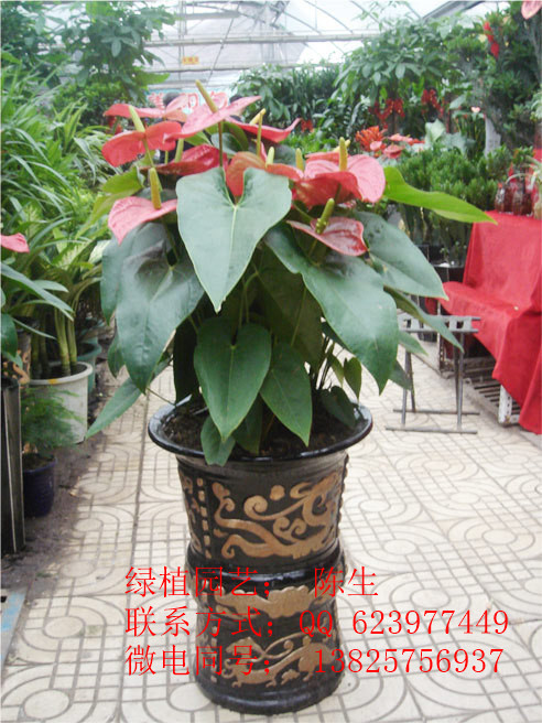 供應(yīng)東莞花木租擺 紅掌 東莞紅掌