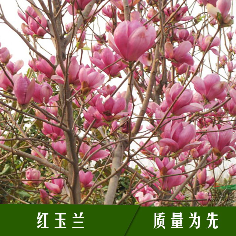河南紅玉蘭樹苗木批發(fā)_河南紅玉蘭樹種植基地_河南紅玉蘭樹價(jià)格_
