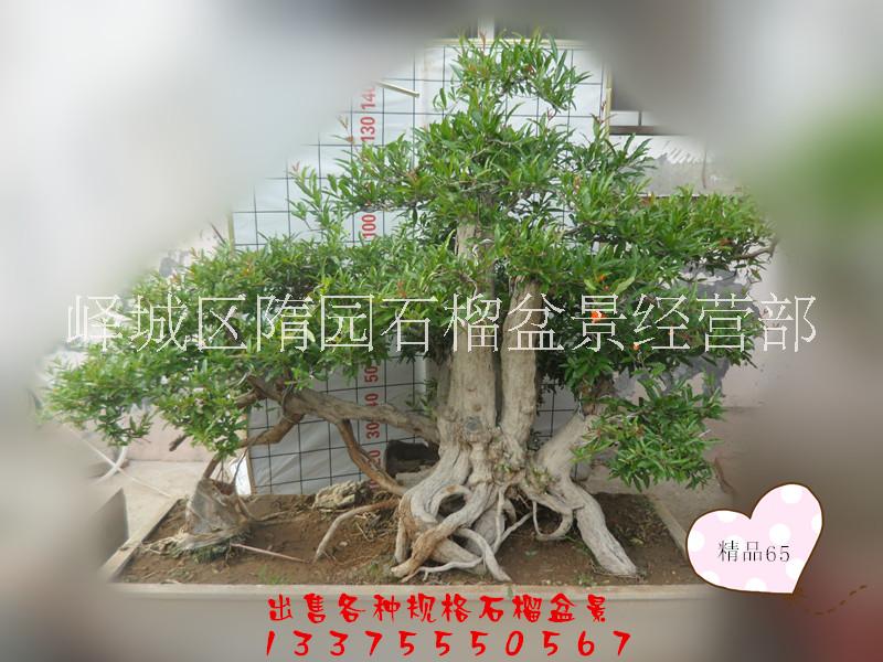 山東棗莊石榴盆景 *果樹盆栽
