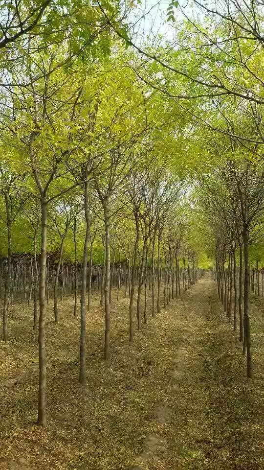 遼寧沈陽皂角基地|遼寧皂角求購|遼寧皂角批發(fā) 皂角樹 沈陽皂角樹