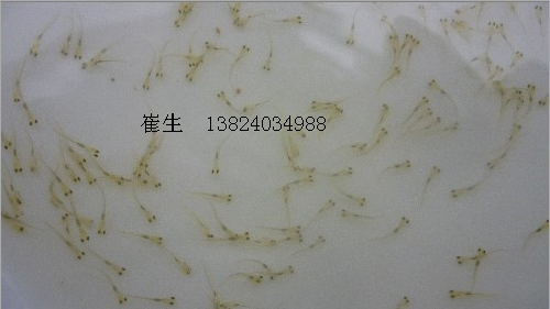 大量供應(yīng) 淡水養(yǎng)殖草魚苗 保證*已打針