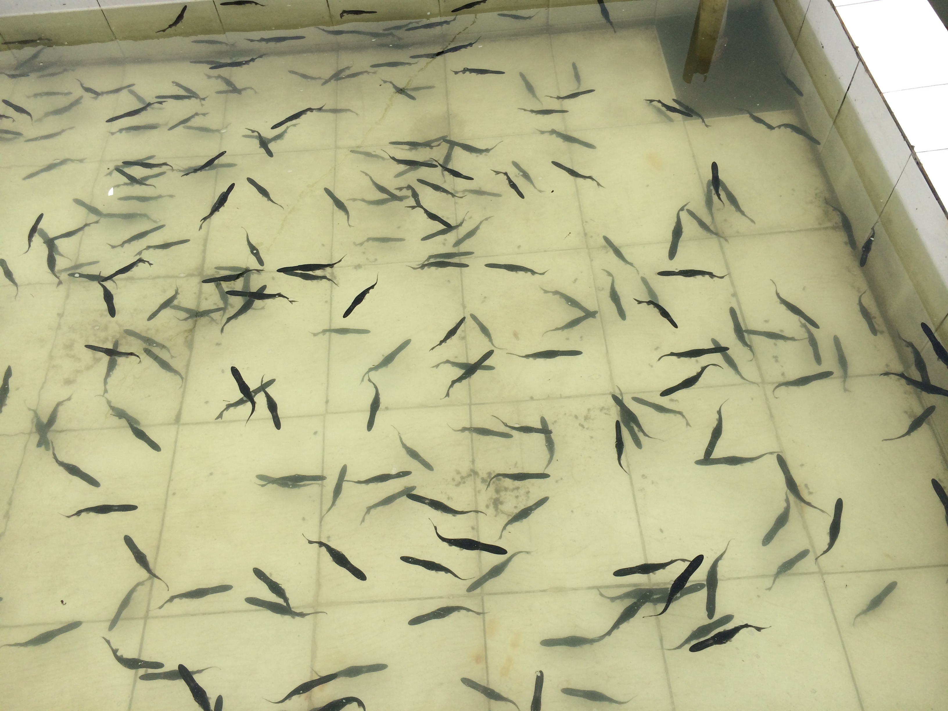 大量供應(yīng)優(yōu)質(zhì)鱘魚(yú)鴨嘴鱘魚(yú)苗 四川鴨嘴鱘魚(yú)苗批發(fā)價(jià)格是多少