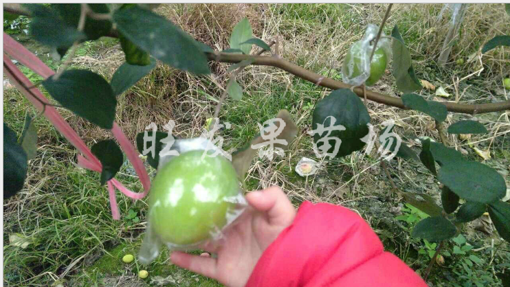 臺(tái)灣青棗嫁接苗品種 臺(tái)灣臺(tái)南大青棗苗 高成活率青棗苗