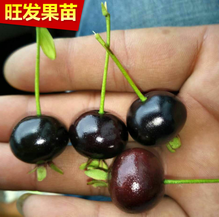 生產(chǎn)銷售巴西櫻桃苗 巴西甜櫻桃種苗 巴西甜櫻桃袋苗