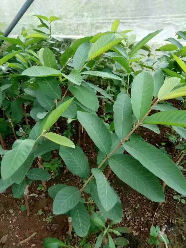 番石榴苗批發(fā)芒果苗廣西供應(yīng)商果樹苗廣西欽州靈山縣番石榴西瓜芭樂(lè)苗