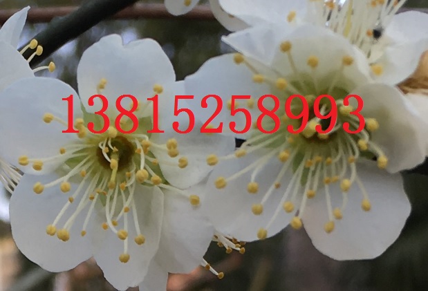 蘇州梅花樹光福梅花園、蘇州綠化苗木、造型樹古樁盆景、別墅庭院景觀綠化