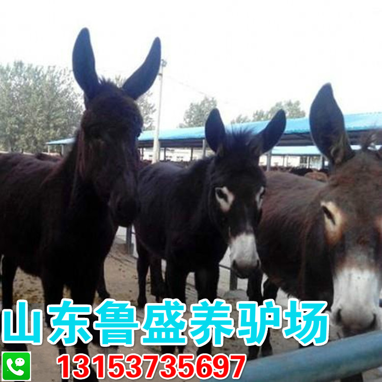 養(yǎng)驢場(chǎng) 山東養(yǎng)驢場(chǎng) 哪兒有大型養(yǎng)驢場(chǎng)
