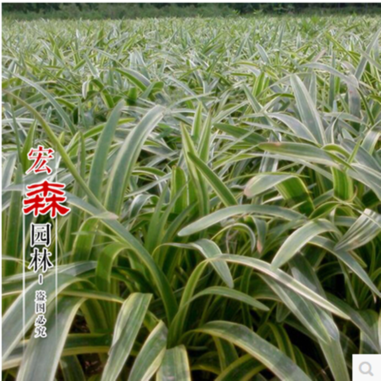 *日本矮麥冬草玉龍草金邊麥冬草青葉麥冬種子耐寒四季常青