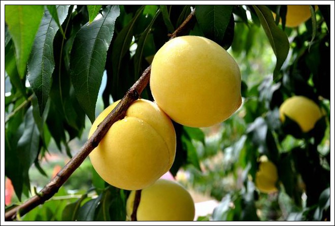 炎陵黃桃苗培育基地 2017年陵黃桃苗價(jià)格行情