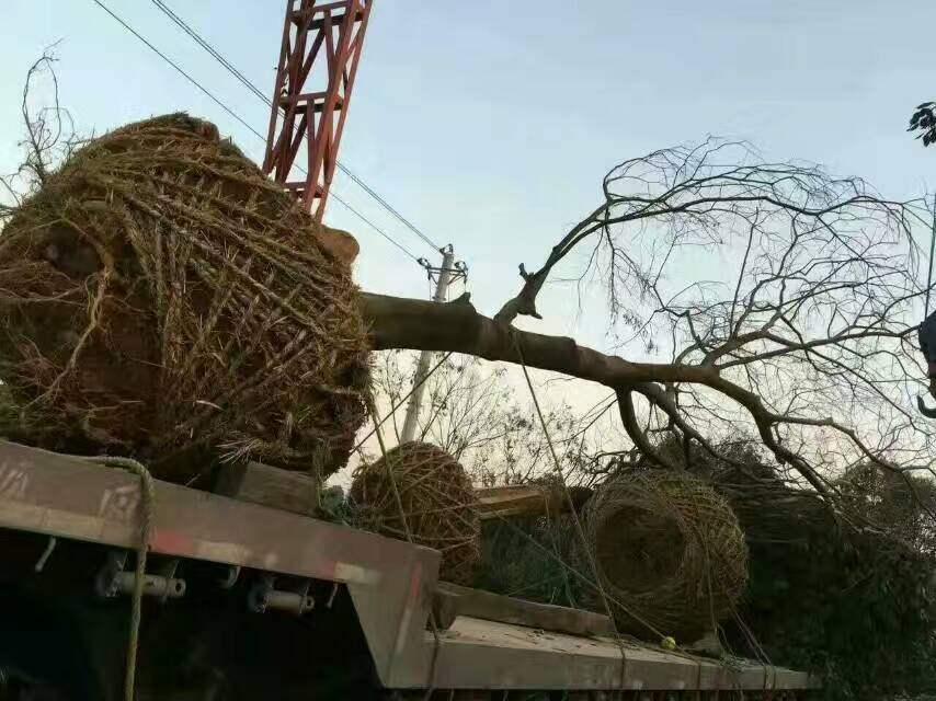 大量供應(yīng)15到30公分*樸樹