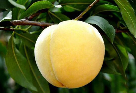 湖南炎陵黃桃苗基地 炎陵黃桃苗價(jià)格行情