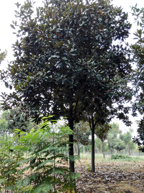 供應(yīng)10公分到30公分*廣玉蘭