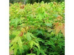 遼寧九角楓苗報價，九角楓苗批發(fā)采購價，哪有九角楓苗，