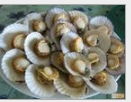 大量供應(yīng)渤海灣長島石斑魚