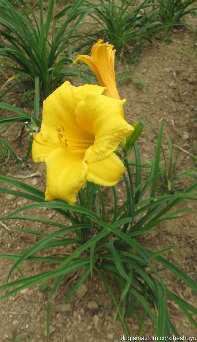 定州金娃娃萱草價格，河北金娃娃萱草培育基地價格  河北金娃娃萱草批發(fā)