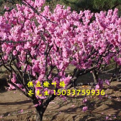 紫葉李、榆葉梅、紫葉矮櫻、 紅葉碧桃、木槿 紫葉李、榆葉梅、紫葉矮櫻、碧桃