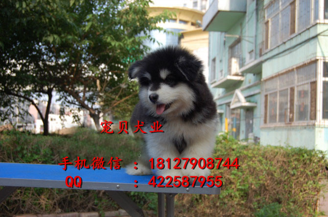 哪里有賣 阿拉斯加阿拉斯加價(jià)格阿拉斯加價(jià)錢