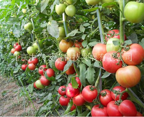 荷蘭佳粉番茄種子