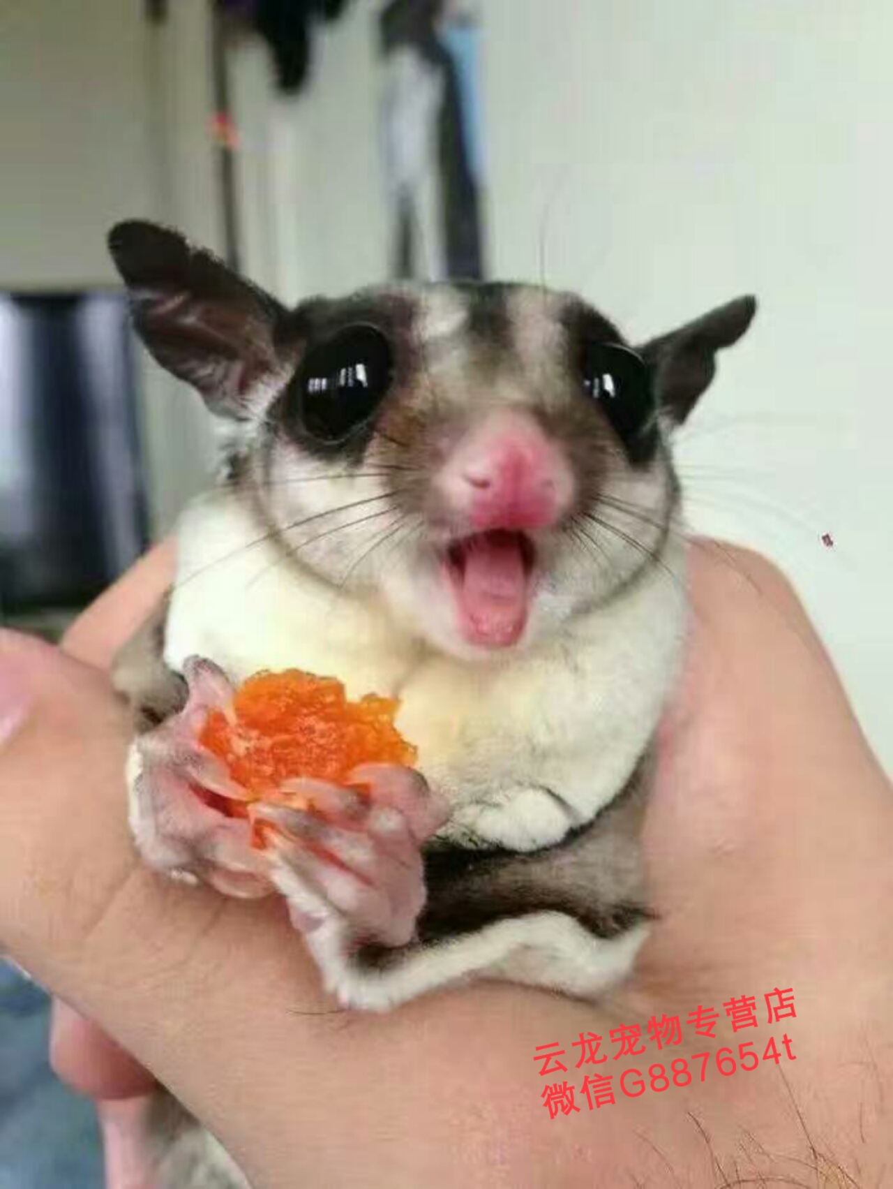 蜜袋鼯飼養(yǎng)方法，山東蜜袋鼯多少錢一只。蜜待鼯