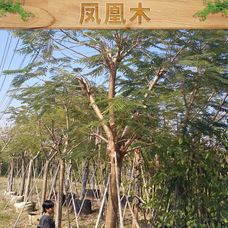 福建鳳凰木供應(yīng)商，福建鳳凰木基地直銷，福建鳳凰木采購，福建鳳凰木大量供應(yīng)，福建鳳凰木種植基地，福建鳳凰木量大從優(yōu)，報(bào)價(jià)