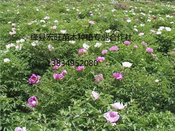 山西白芍苗推廣，運(yùn)城白芍苗價(jià)格，絳縣白芍苗苗圃