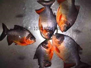 大量供應(yīng)淡水白鯧魚苗 鯧魚苗 紅鯧魚