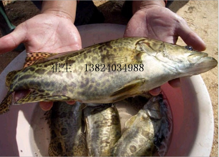 大量供應鱖花魚苗 桂魚苗 廣東魚苗
