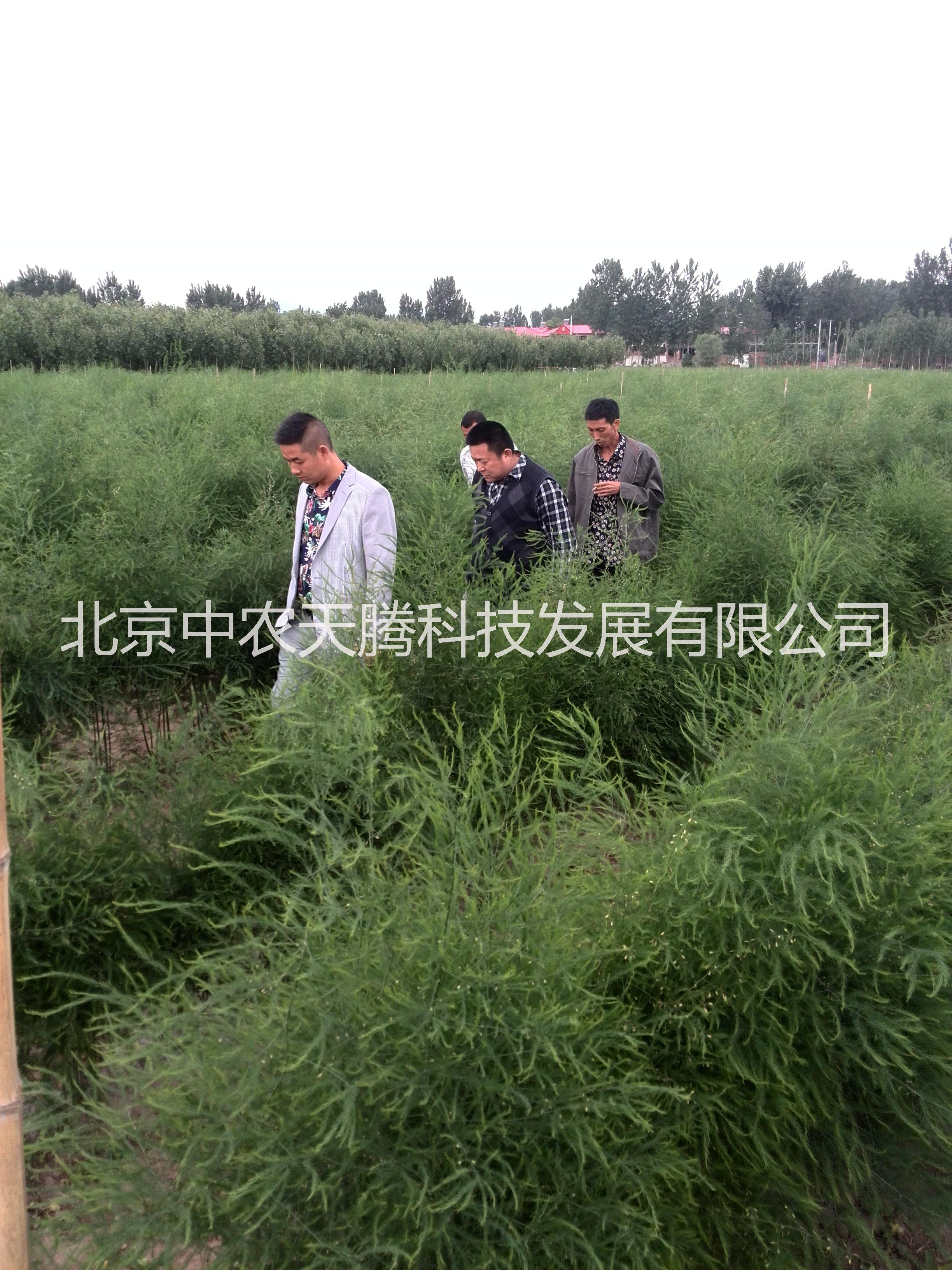 國產(chǎn)蘆筍種子   蘆筍種子價格       2000-5蘆筍種子