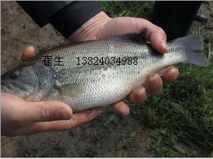 大量供應(yīng)淡水魚(yú)苗加洲鱸魚(yú)苗 鱸魚(yú)苗