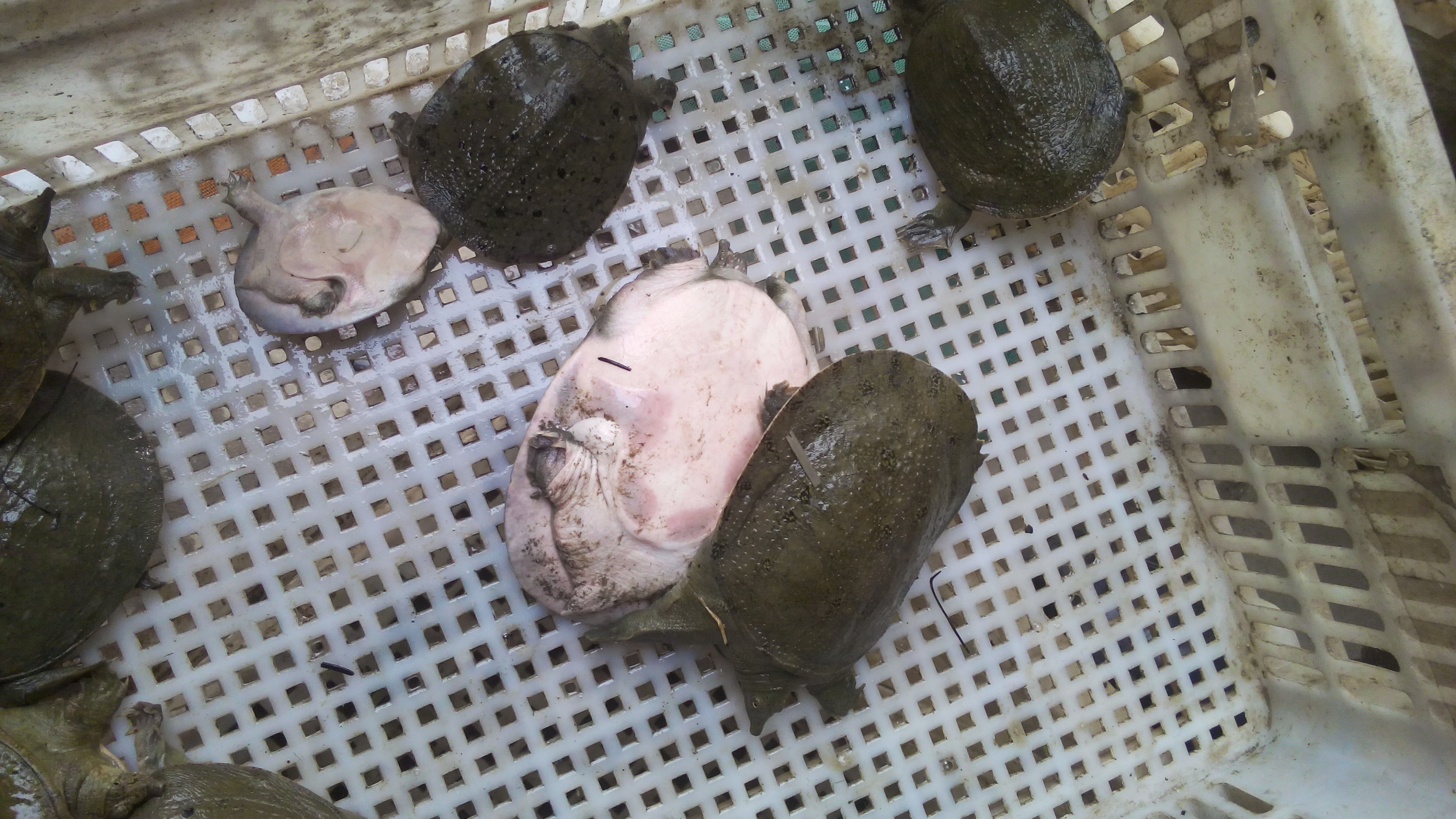 重慶外塘*重慶甲魚苗養(yǎng)殖廠批發(fā)中華鱉甲魚苗多少錢