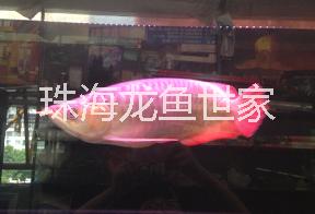 珠海生態(tài)魚(yú)缸銷(xiāo)售 珠海魚(yú)池定做 超白玻璃魚(yú)缸定做