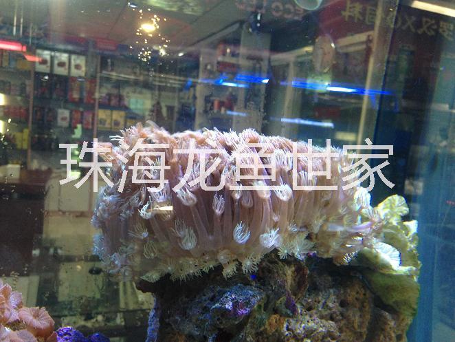 珠海海草魚(yú)缸造景 超白玻璃魚(yú)缸 海鮮池定做