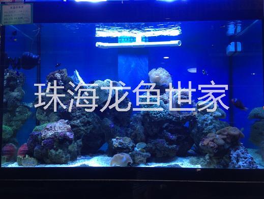 珠海珊瑚魚缸定做 海鮮池定做 批發(fā)零售玻璃魚缸