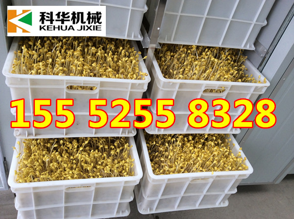 西寧全自動豆芽機械 豆芽機 大型豆芽機