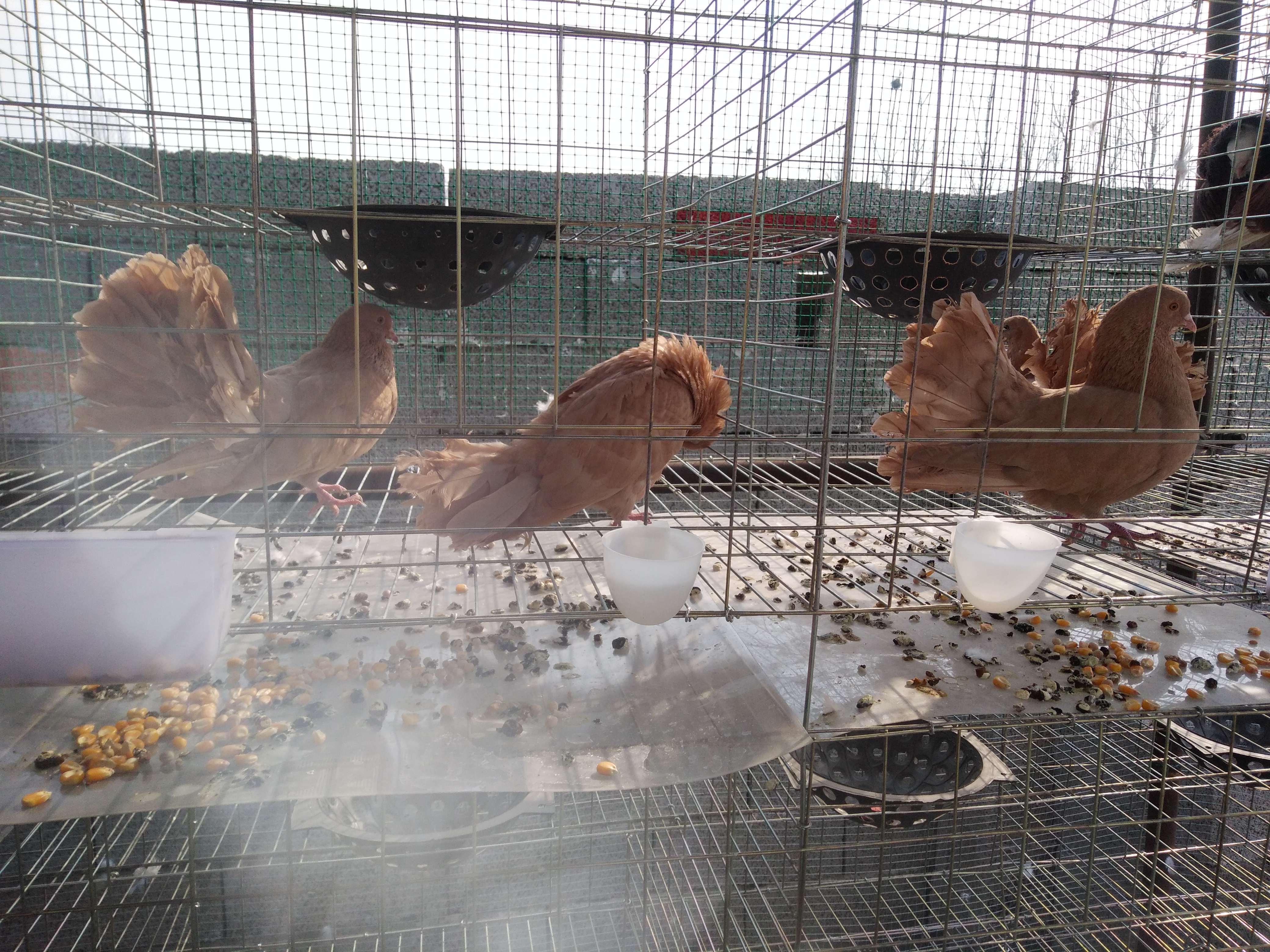 肉鴿的養(yǎng)殖成本