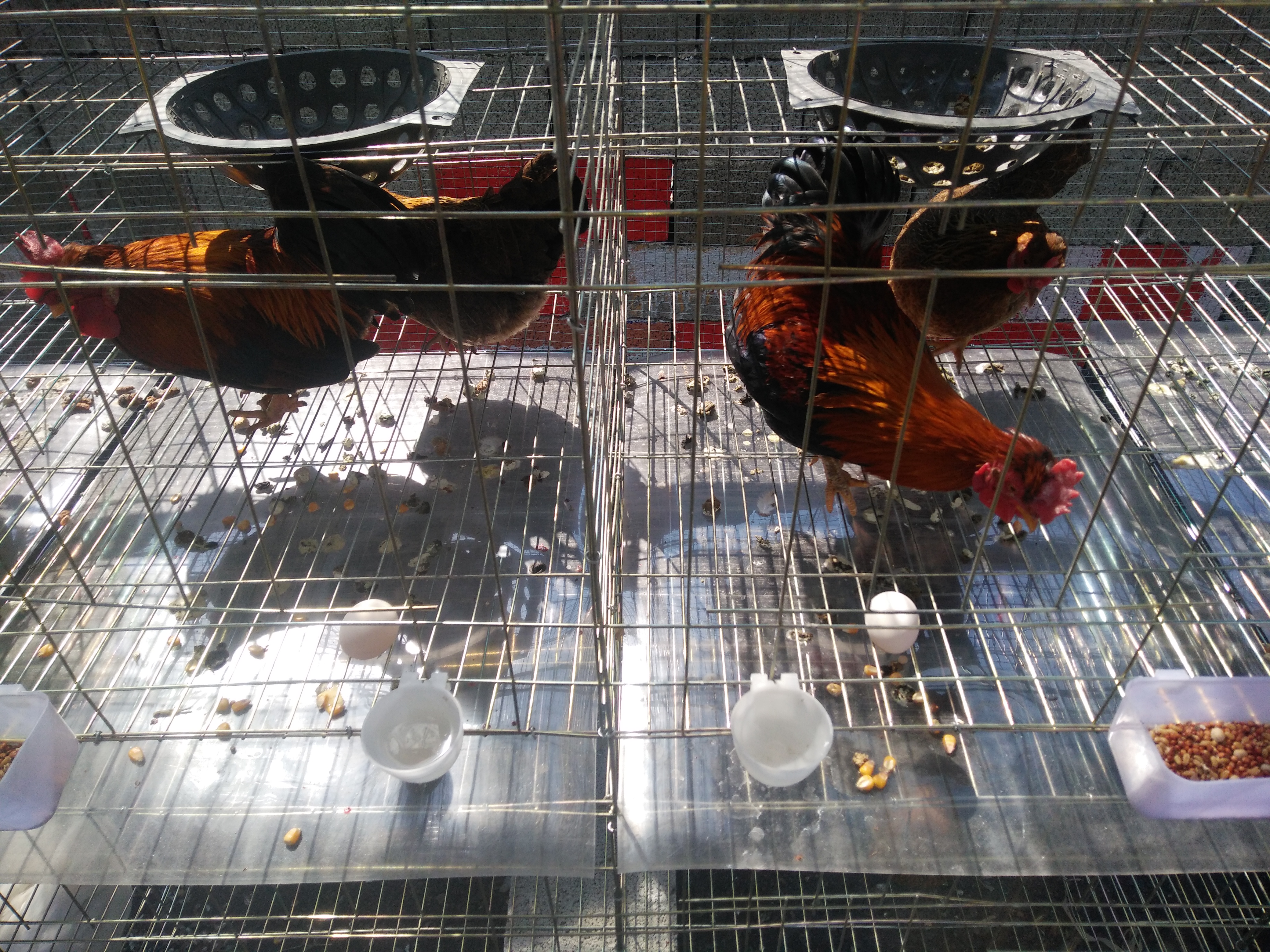 宮廷元寶雞養(yǎng)殖