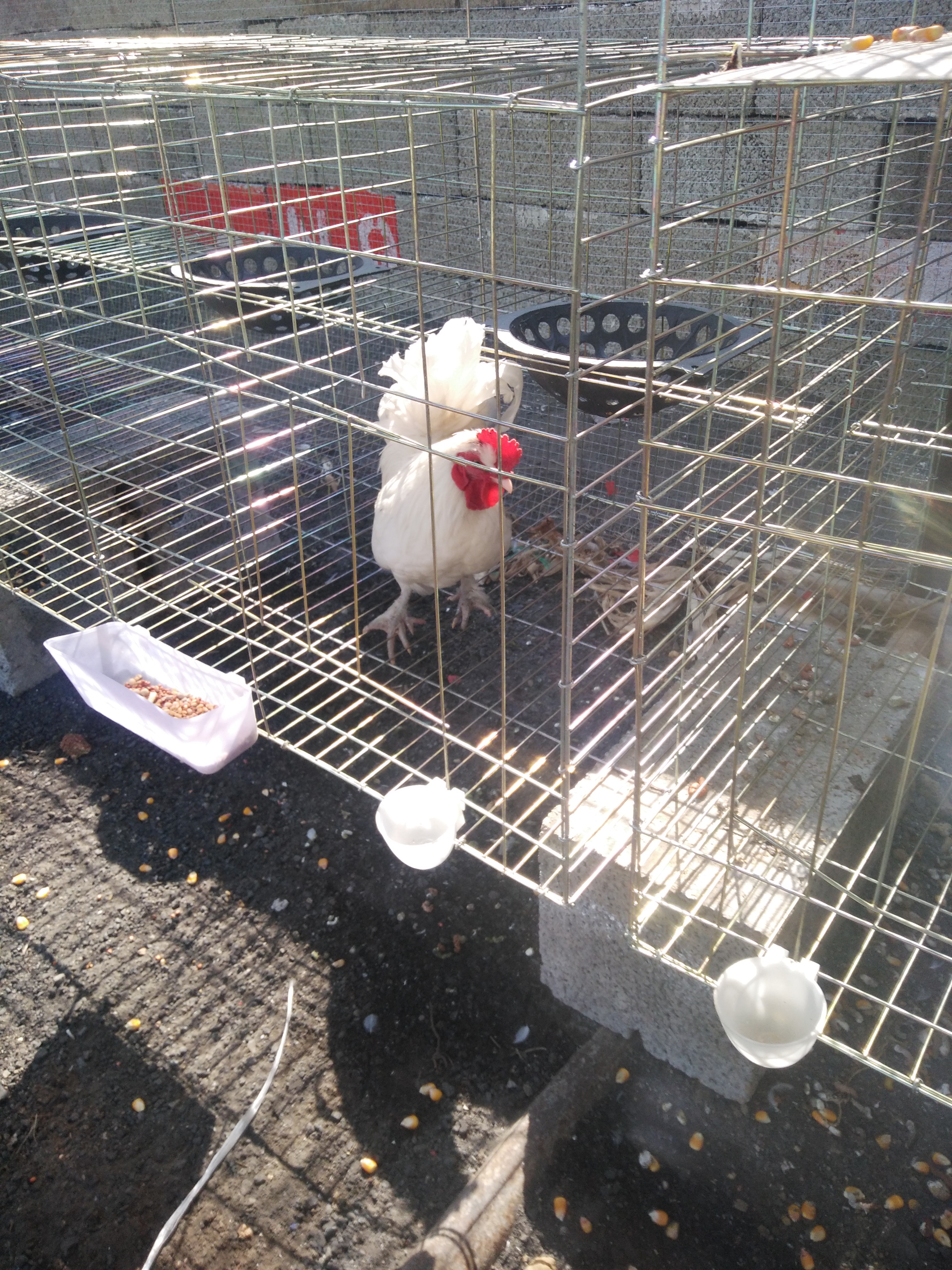 宮廷元寶雞養(yǎng)殖