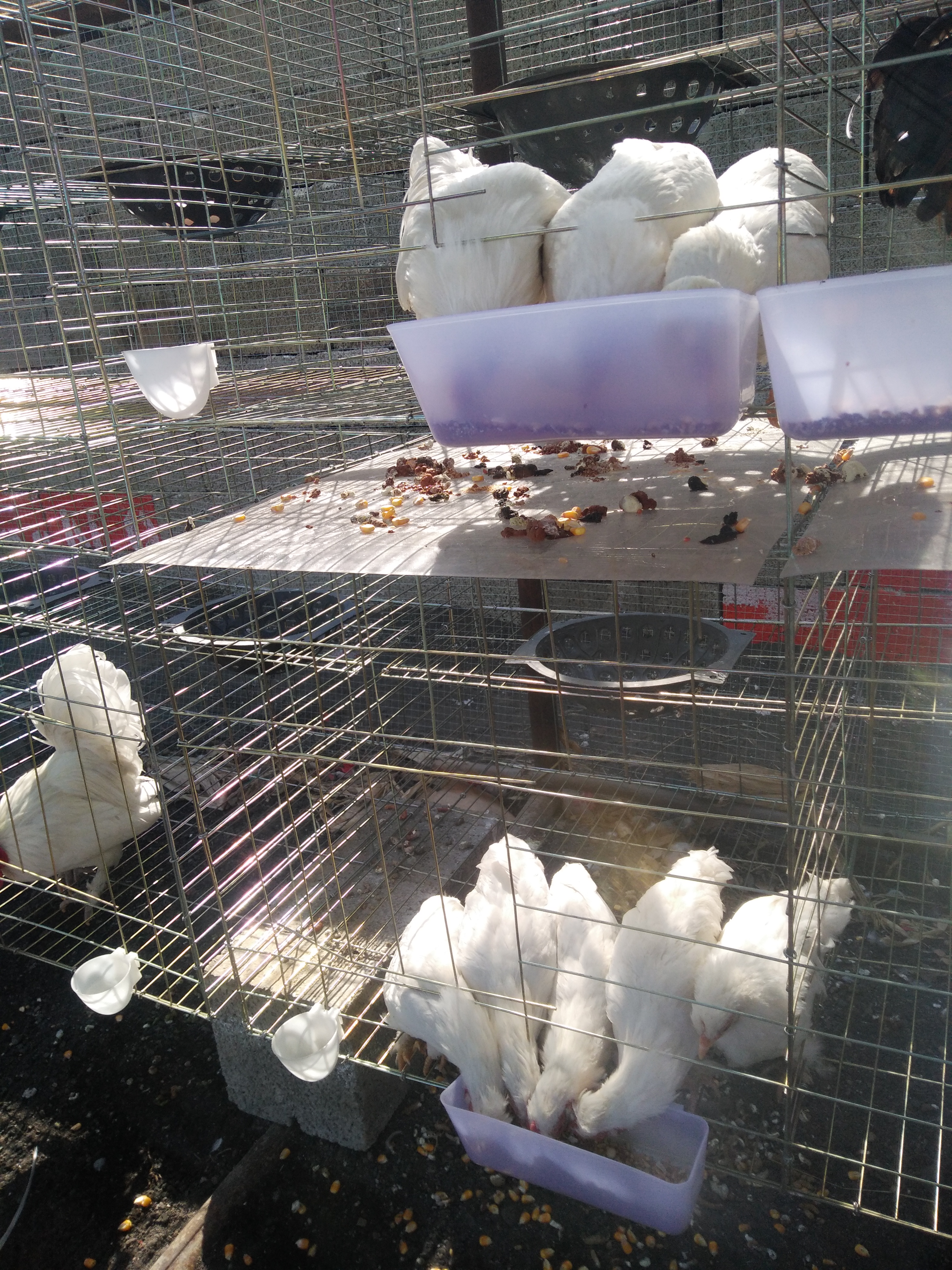 肉鴿的養(yǎng)殖成本