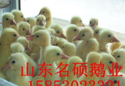 鄆城鵝苗孵化場@優(yōu)質(zhì)鵝苗批發(fā)價(jià)格@鵝苗技術(shù)-鄆城鵝苗孵化場苗報(bào)價(jià)-鄆城鵝苗孵化場苗