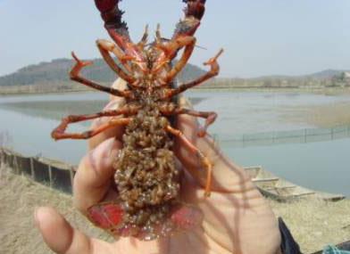 小龍蝦苗出售  蝦苗培育基地